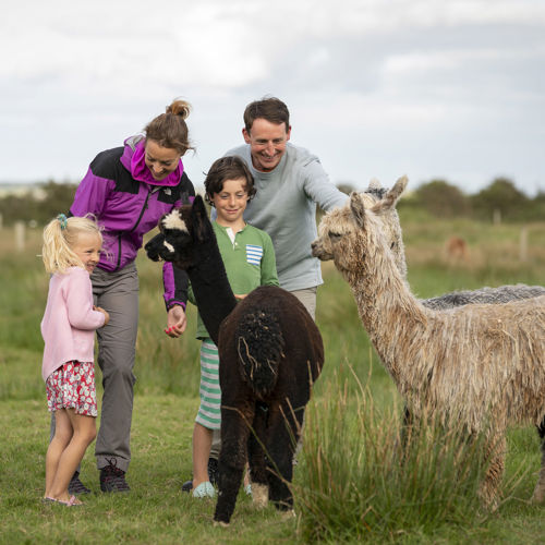 Family meets alpacas on family break escape at The Rine in Counry Clare
