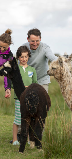 The Flying Alpaca, Moyasta, Co Clare