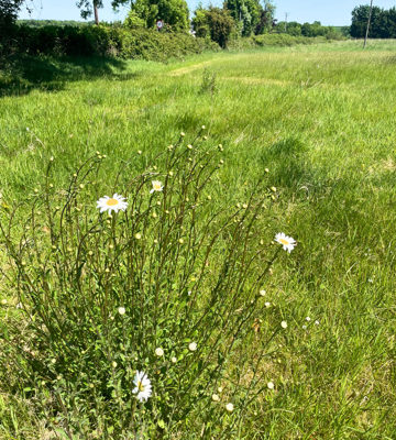 7. Wild Flowers For Green Galler Pic 3